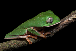 Frosch 1