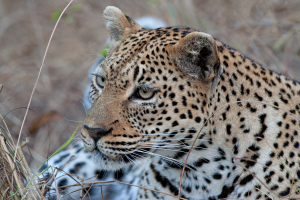 Leopardin Inyati