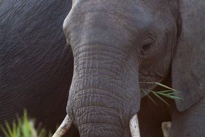 Elefant