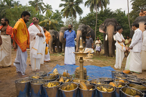 Elephantenverehrung