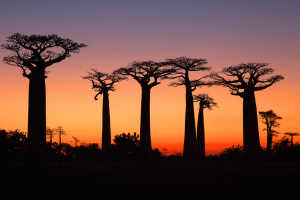 Baobab-Sundown