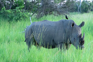Breitmaulnashorn Uganda