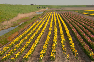 Tulpenfeld