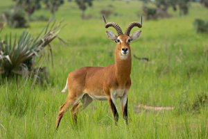 Uganda-Cob Bock