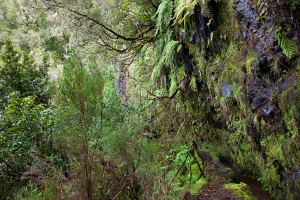 wilder Levada