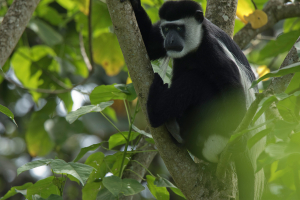 BW-Colobus