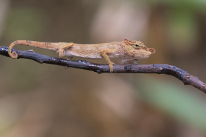 Gross-gerochenes Chamäleon Madagaskar