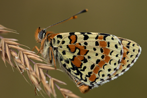 Scheckenfalter