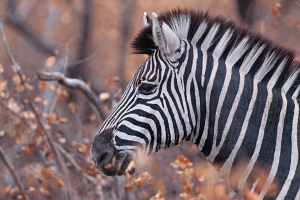 Zebra Inyati S.A.